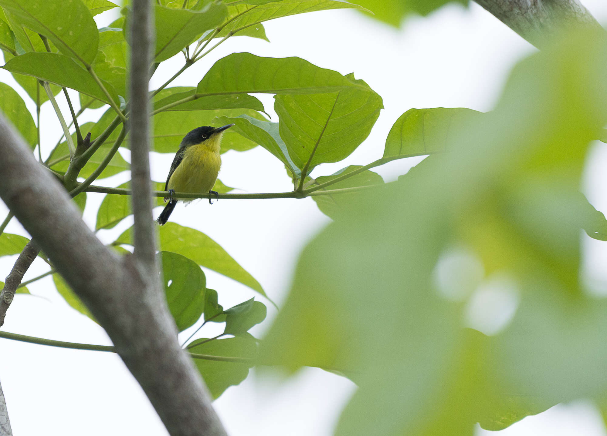 Image of Common Tody-Flycatcher