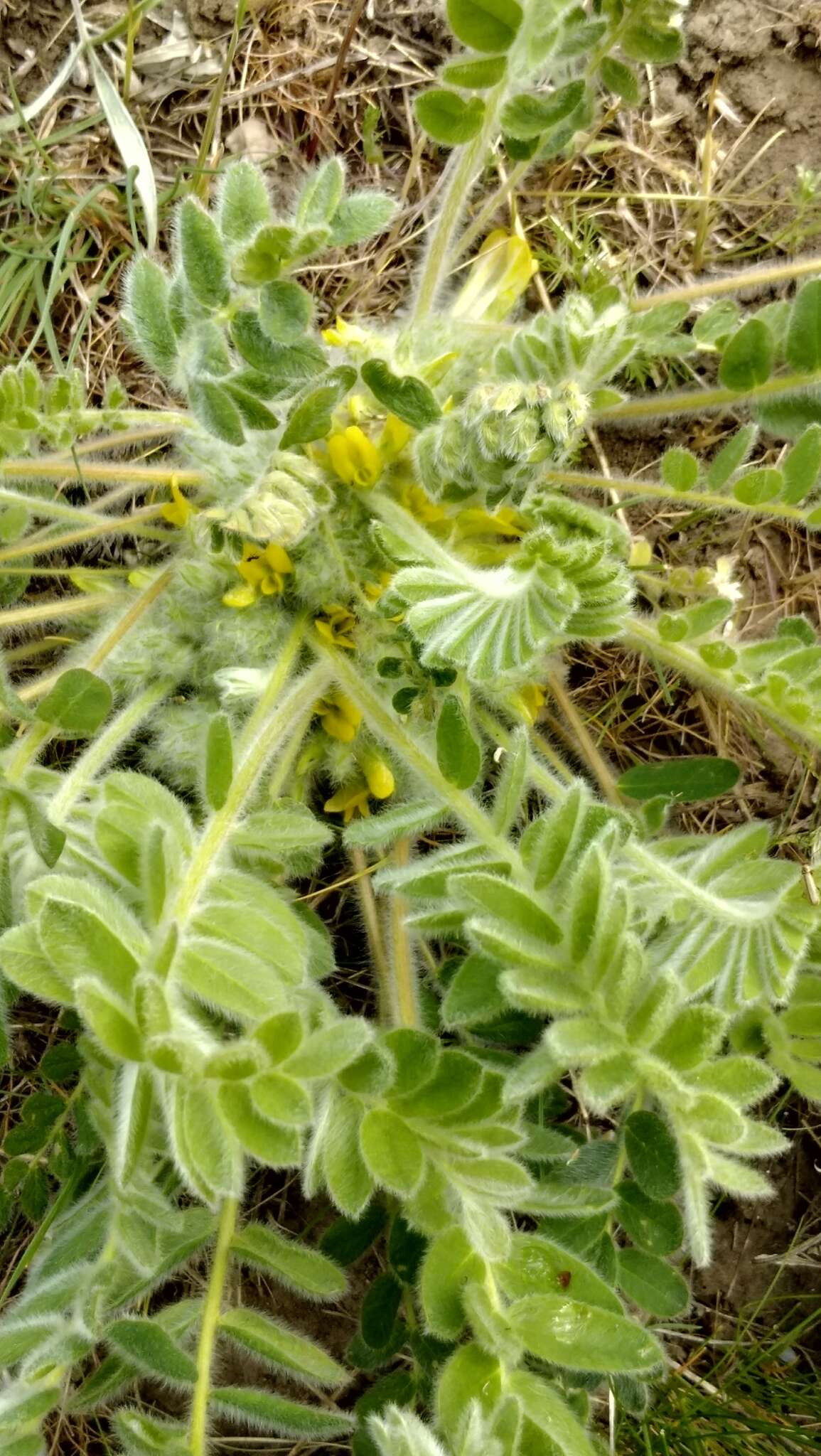 Image de Astragalus exscapus subsp. pubiflorus (DC.) Soó