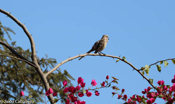 Image of Long-tailed Mockingbird