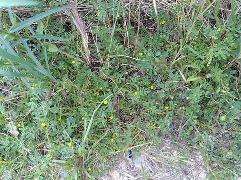 Image of Hippocrepis biflora Spreng.