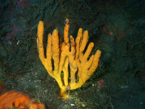 Image of common antler sponge