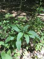 Image of American figwort