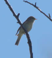 Image of Phylloscopus trochilus trochilus (Linnaeus 1758)