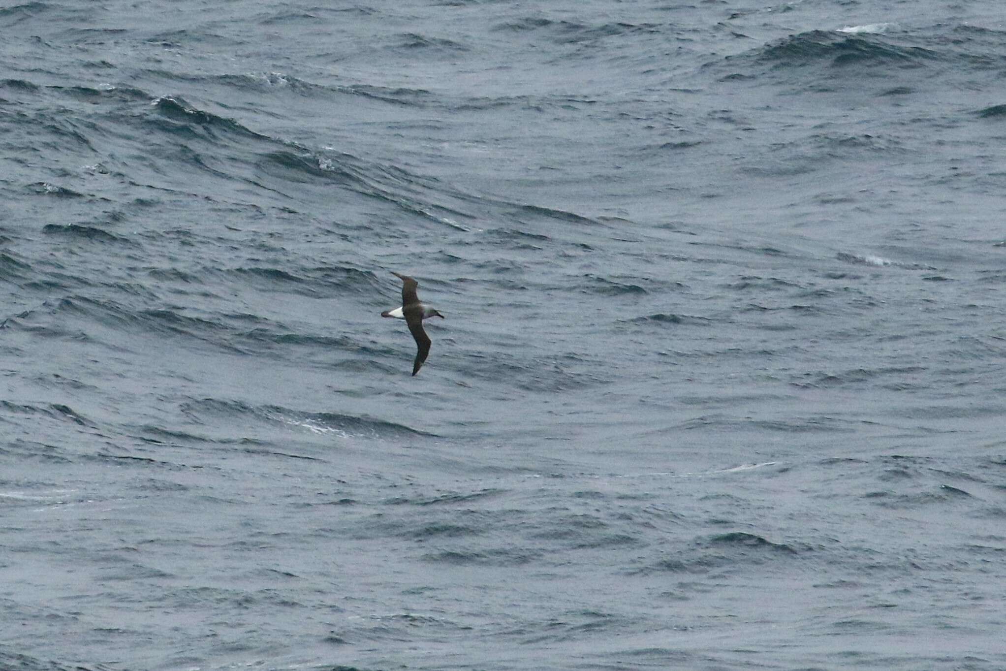 Image of Grey-headed Albatross