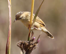 Sivun Cisticola aridulus kalahari Ogilvie-Grant 1910 kuva