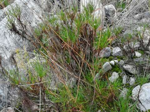 Image de Thelesperma longipes A. Gray