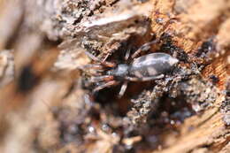 Image of White-tailed spider