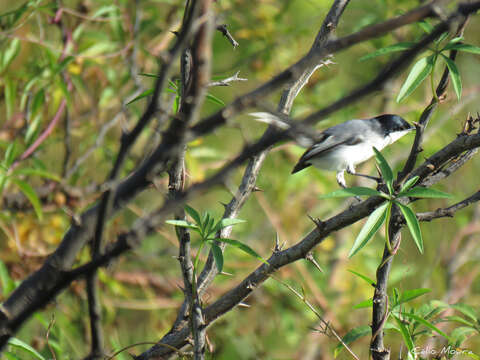 Image of Polioptila plumbea atricapilla (Swainson 1831)