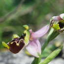 Image of Ophrys fuciflora subsp. annae (Devillers-Tersch. & Devillers) R. Engel & P. Quentin