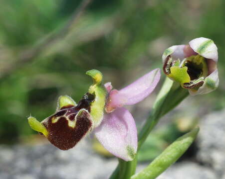 Image of Ophrys fuciflora subsp. annae (Devillers-Tersch. & Devillers) R. Engel & P. Quentin