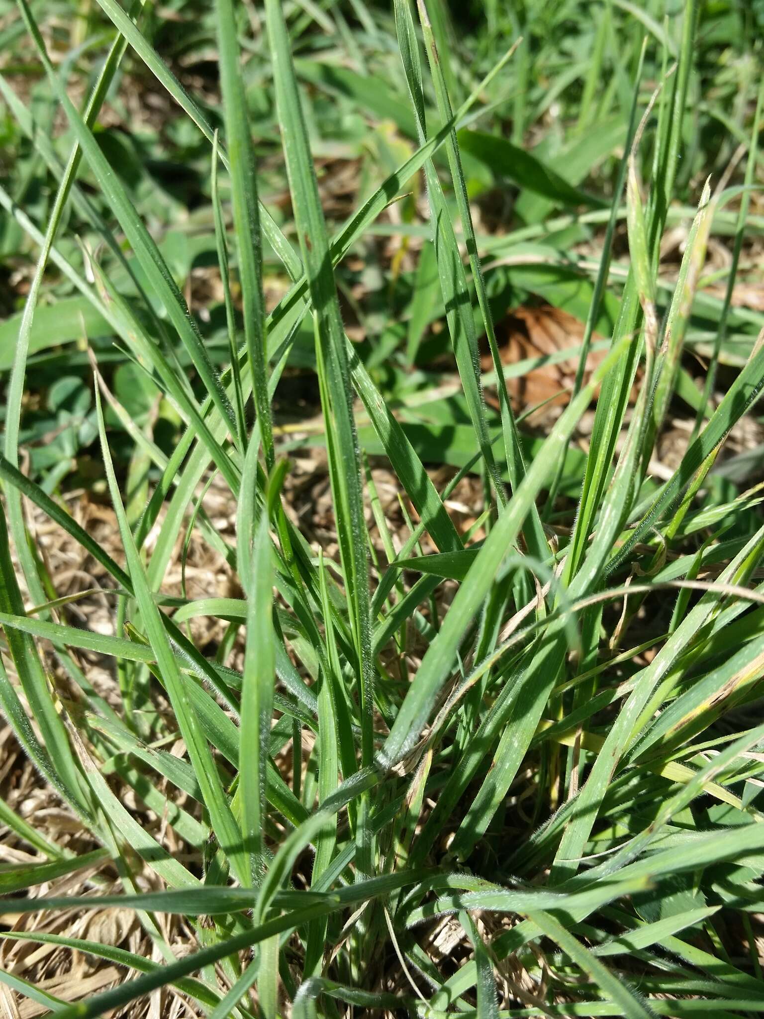 Imagem de Bromus catharticus var. catharticus