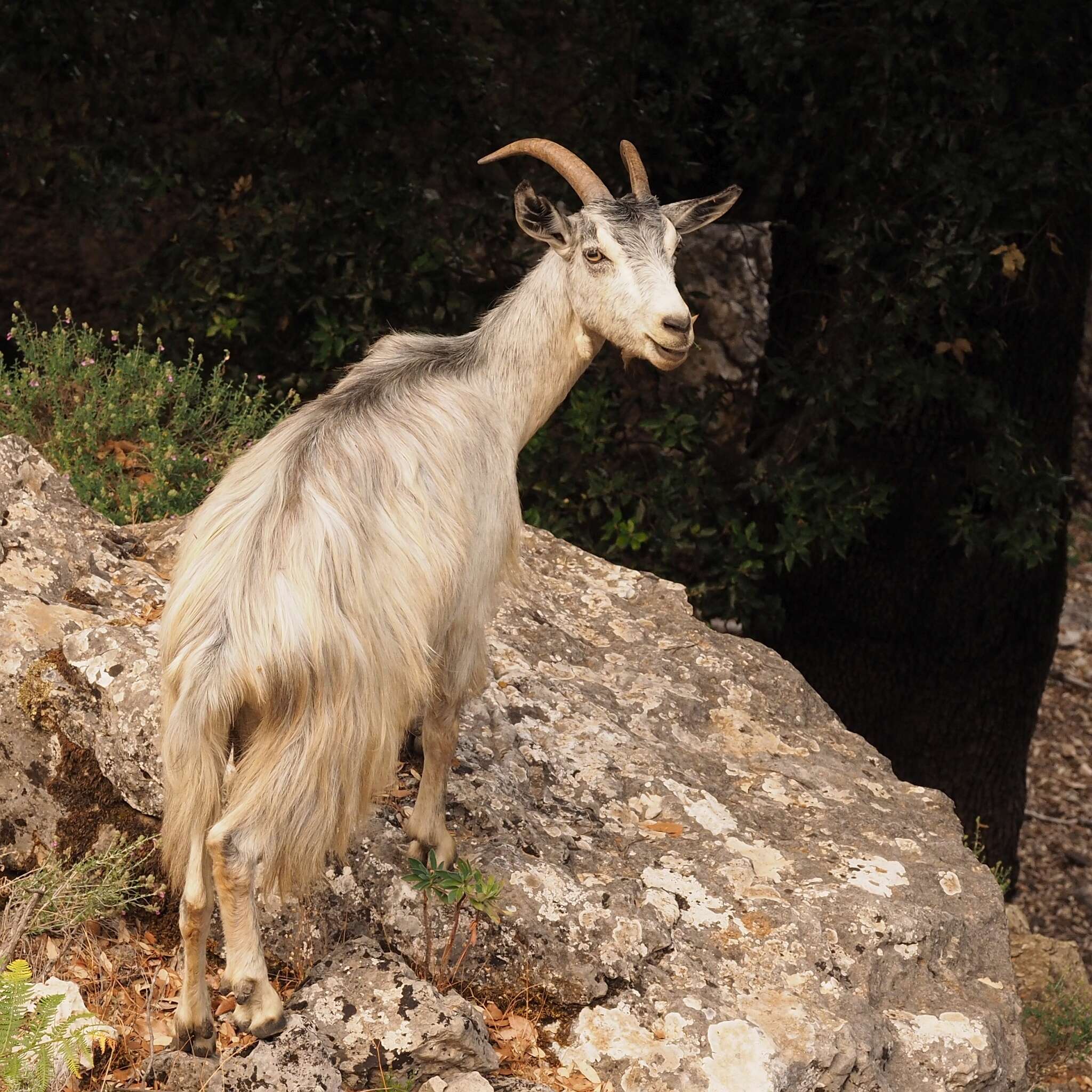 Image of domestic goat