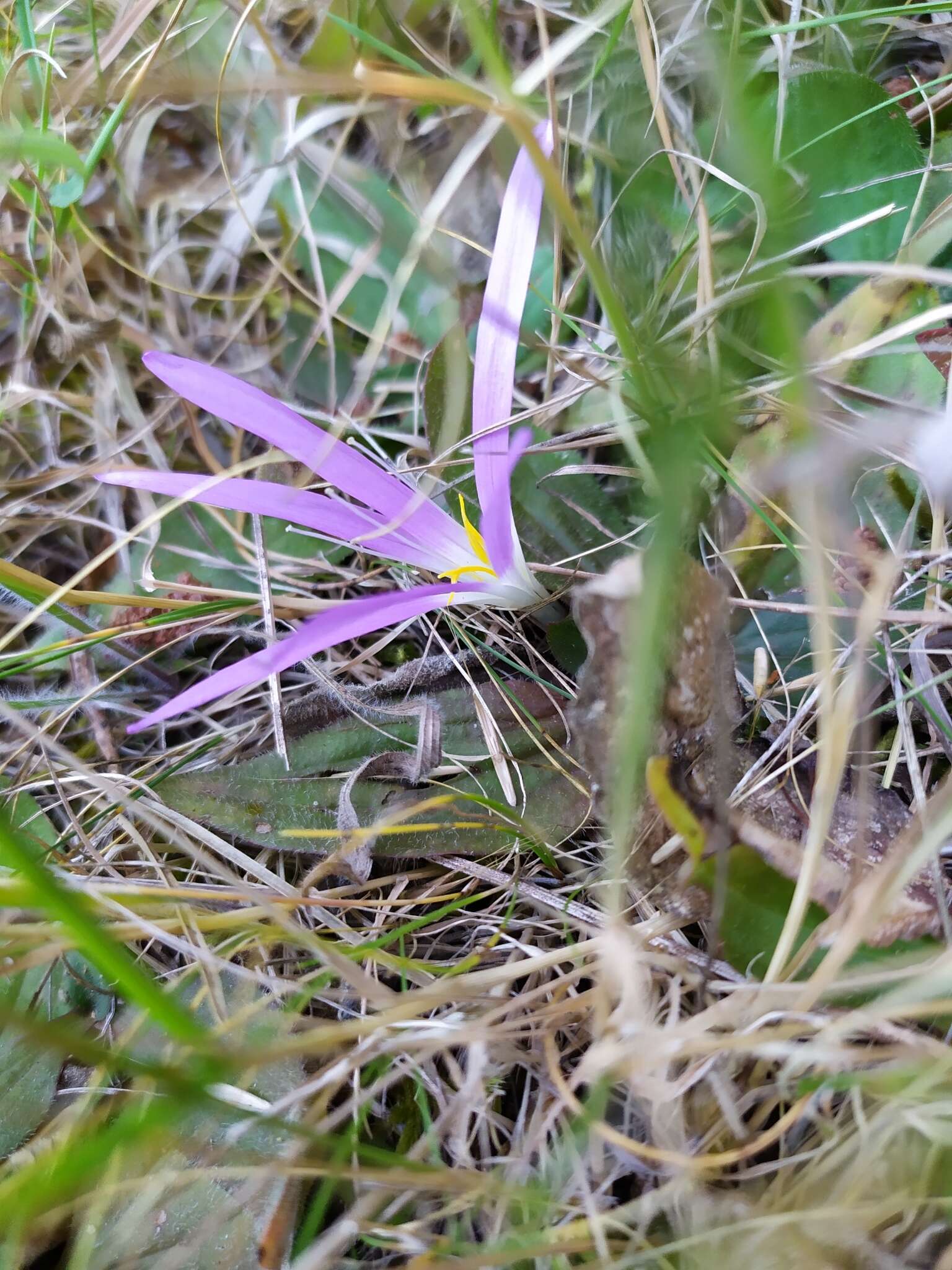 Image de Colchicum montanum L.