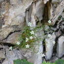 Image of Facchinia grignensis (Rchb.) Dillenb. & Kadereit