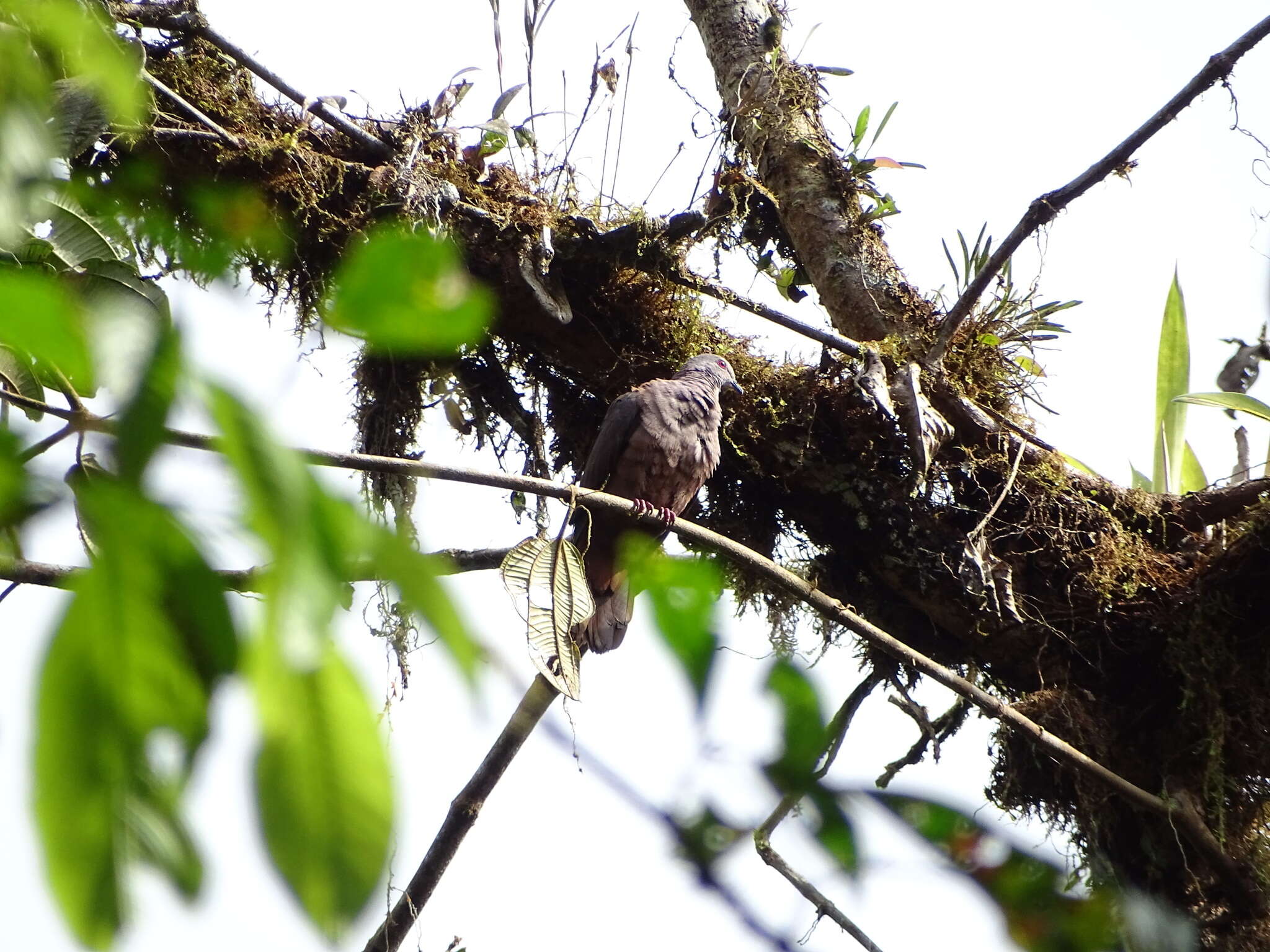 Image of Dusky Pigeon