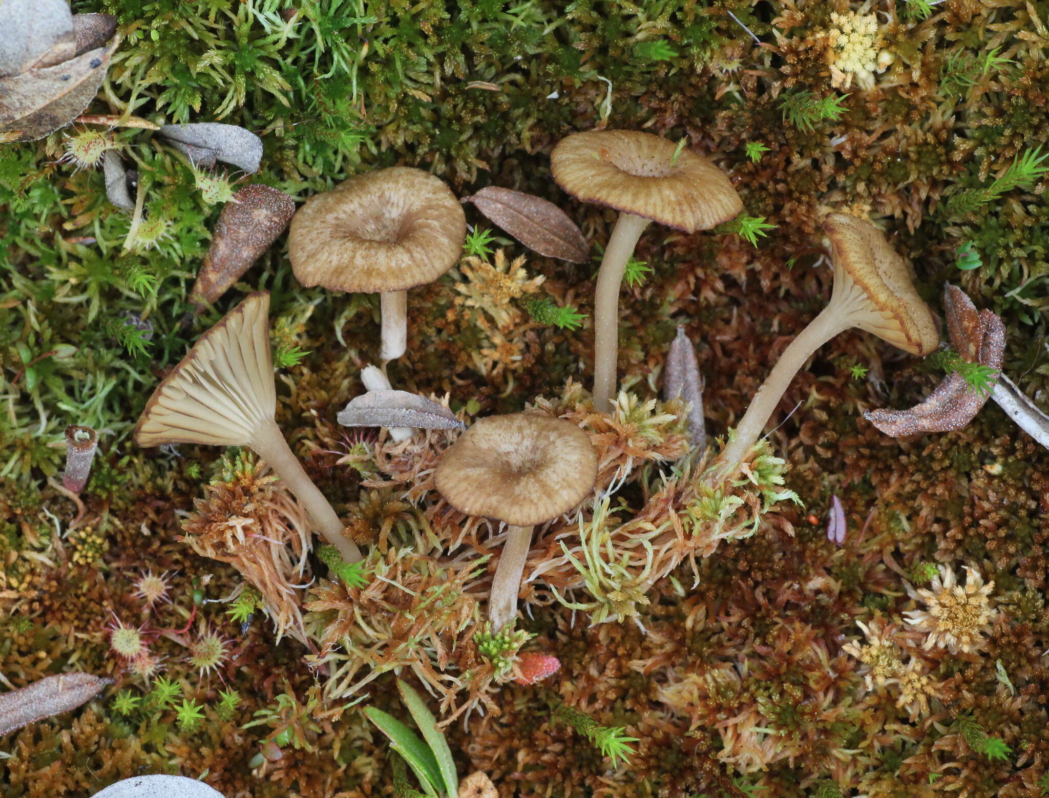 Image of Arrhenia sphagnicola (Berk.) Redhead, Lutzoni, Moncalvo & Vilgalys 2002