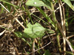 Image de Cyanthillium cinereum var. cinereum