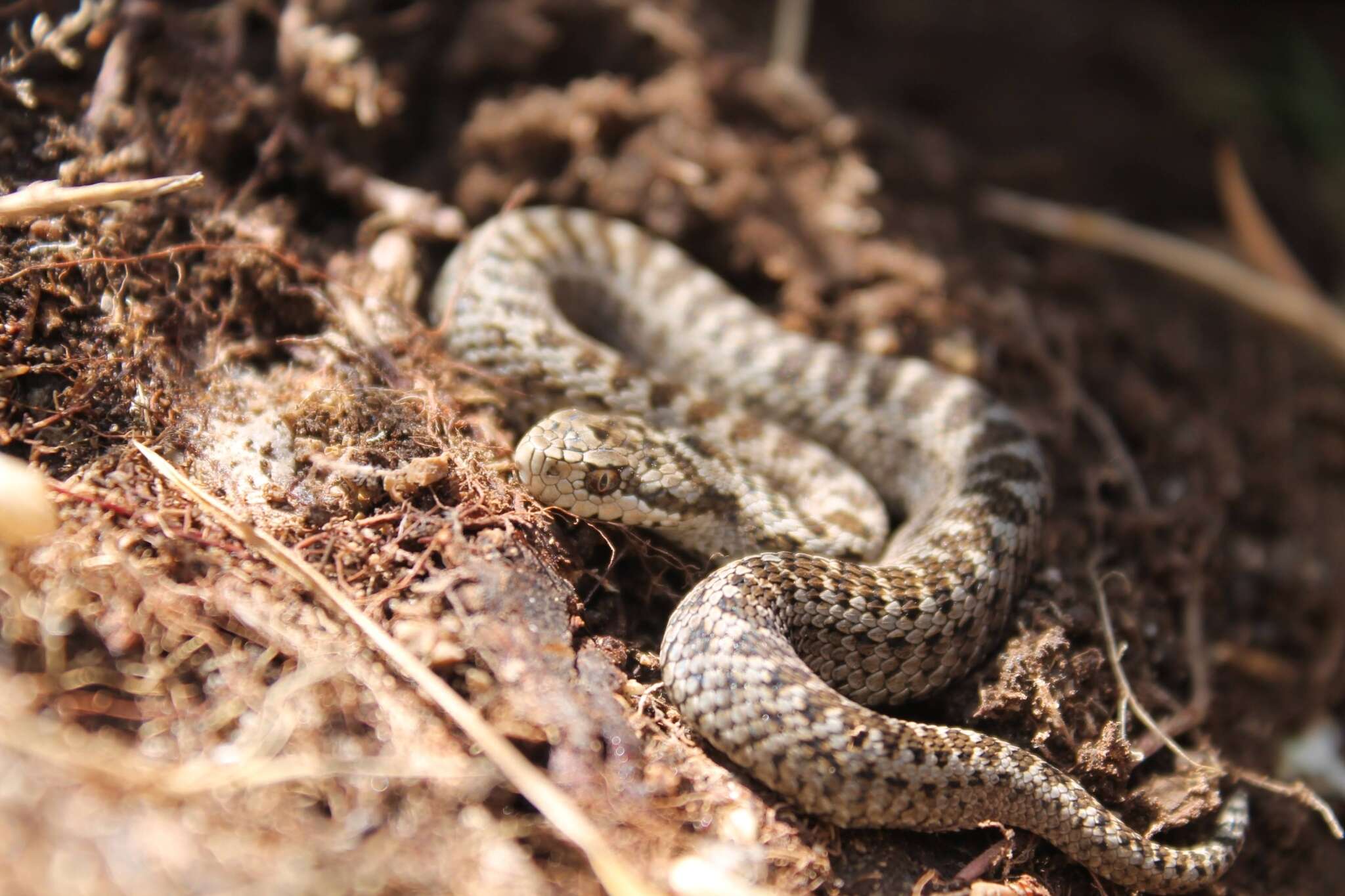 Plancia ëd Vipera ursinii ursinii (Bonaparte 1835)