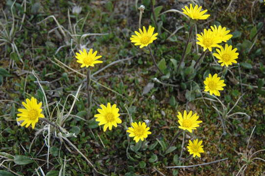 Image de Tephroseris frigida (Richards.) Holub