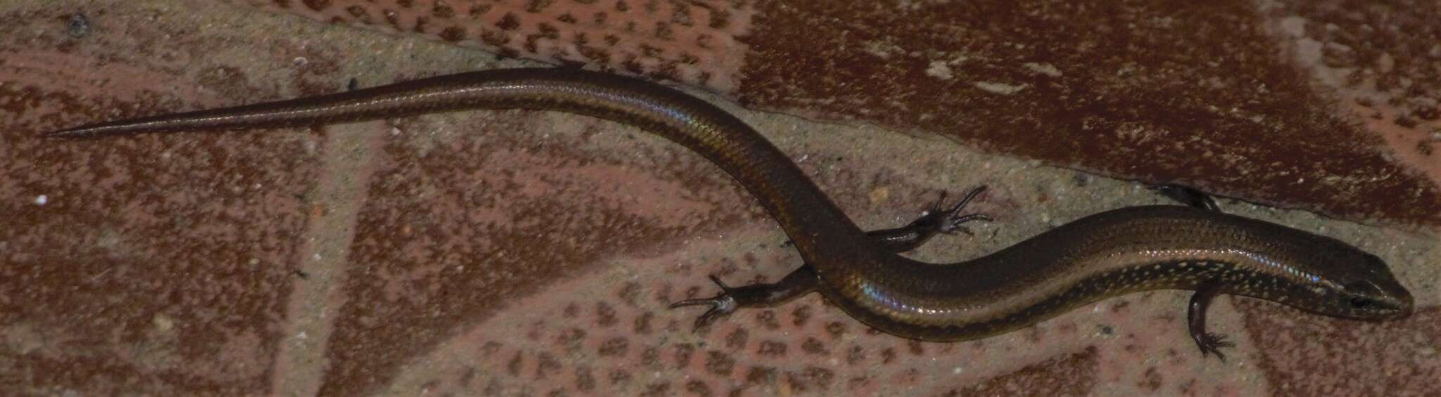 Image of White-spotted Supple Skink