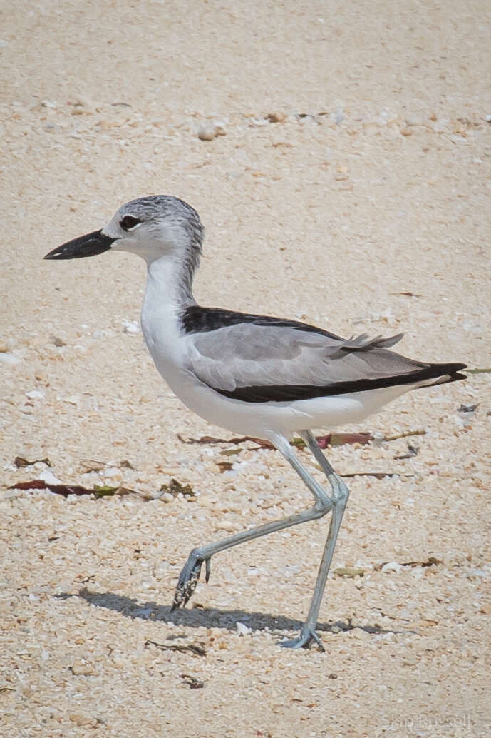 Image of crab-plovers