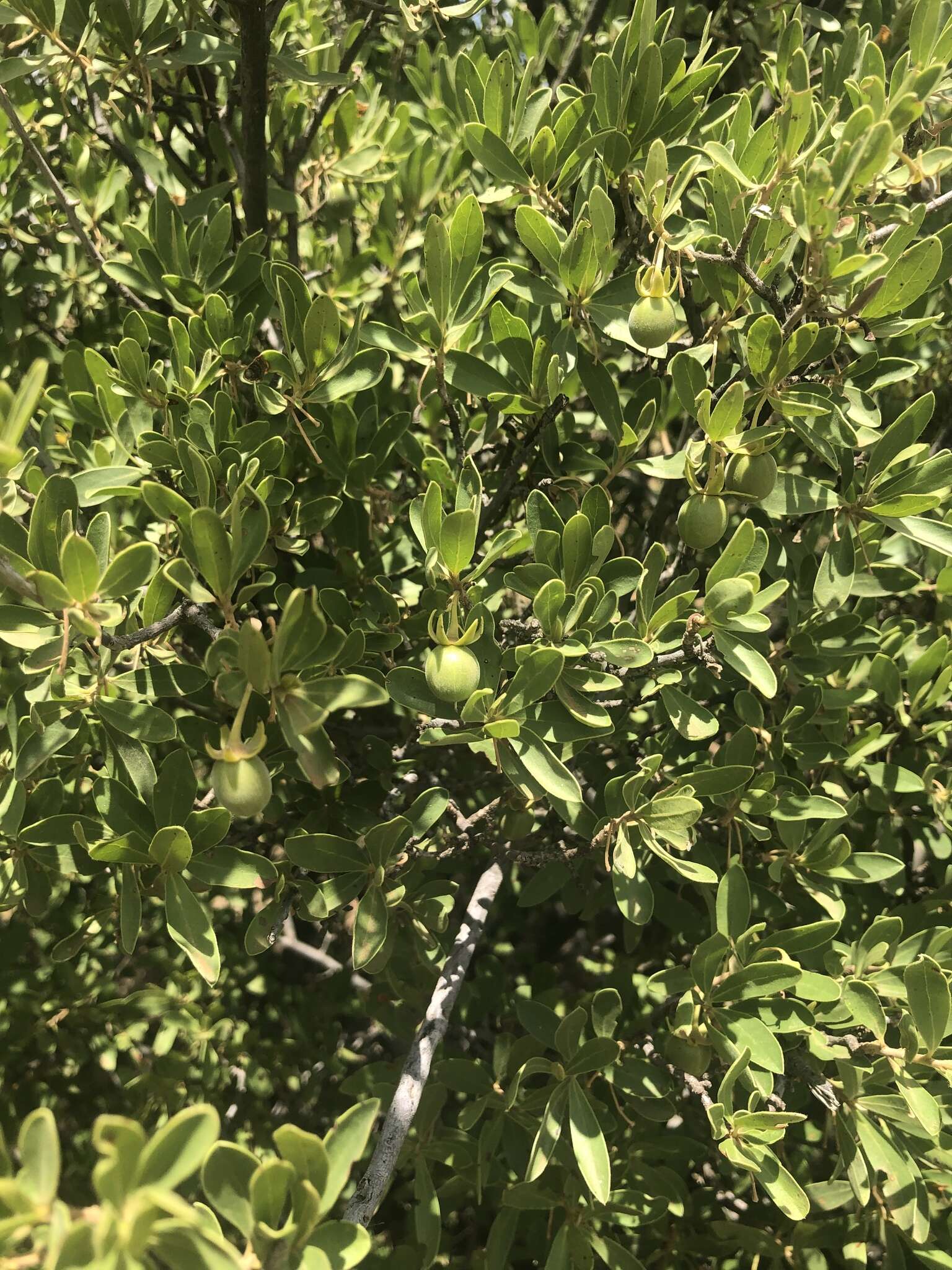 Image of Diospyros lycioides subsp. lycioides