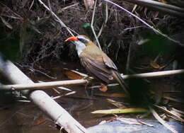 Imagem de Pomatorhinus ochraceiceps Walden 1873