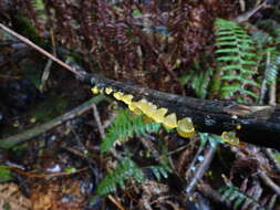 Image of Heterotextus peziziformis (Berk.) Lloyd 1922