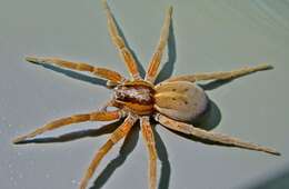 Image of Dolomedes minor L. Koch 1876