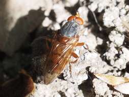 Image de Brachyopa maculipennis Thompson 1980