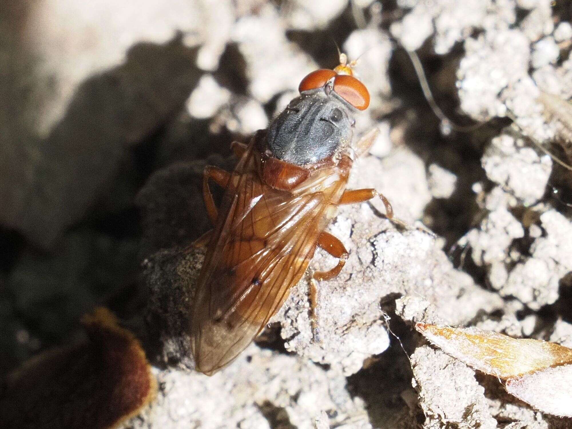 Image de Brachyopa maculipennis Thompson 1980