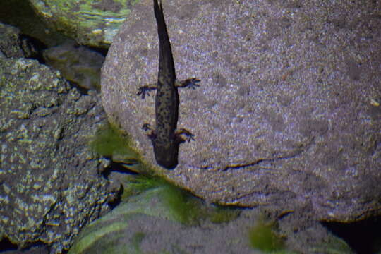 Image of Sichuan salamanders