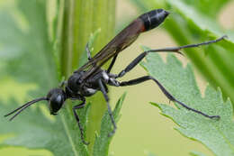 Image of Ammophila pubescens Curtis 1836