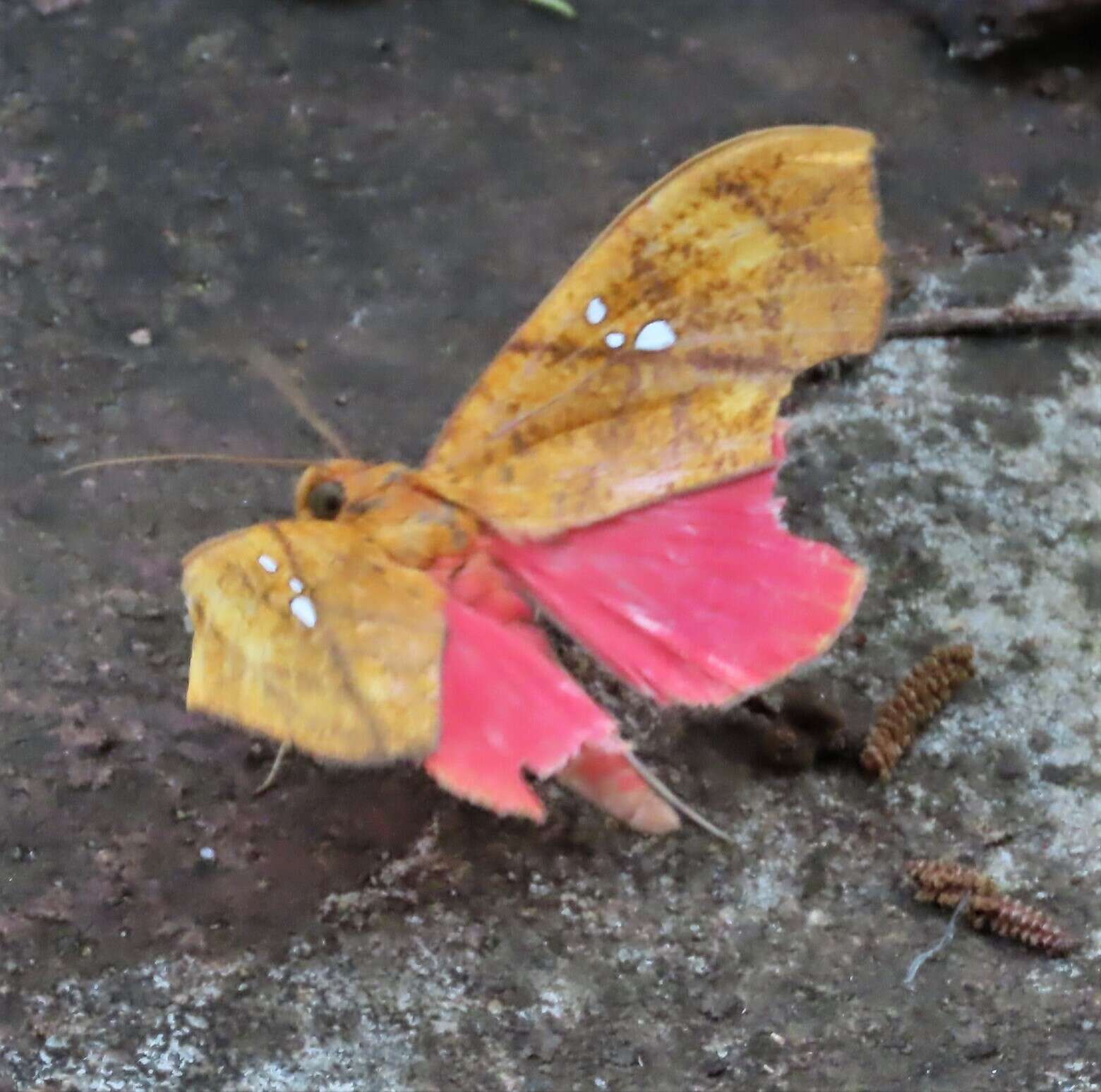 صورة Miniodes discolor Guenée 1852