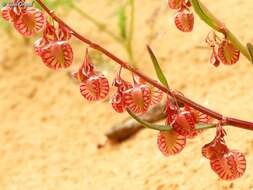 Rumex pictus Forsskál的圖片