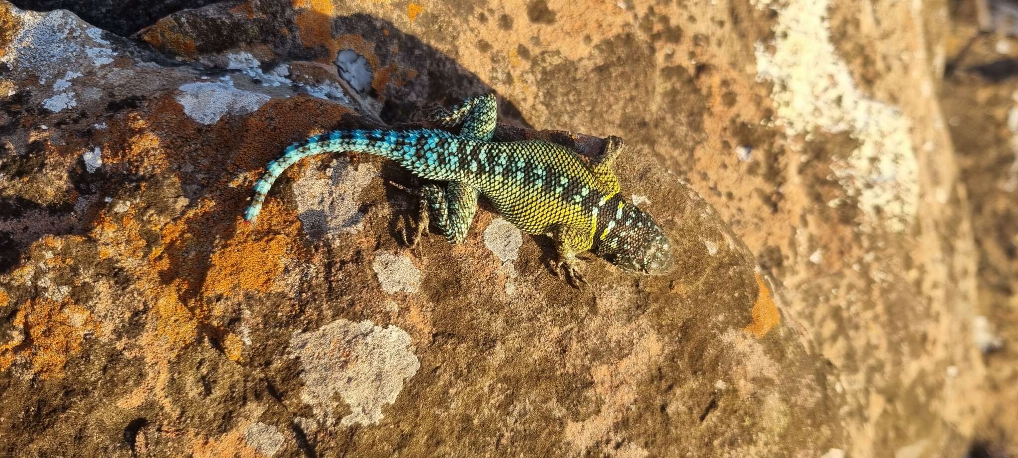 Image of Ornate Spiny Lizard