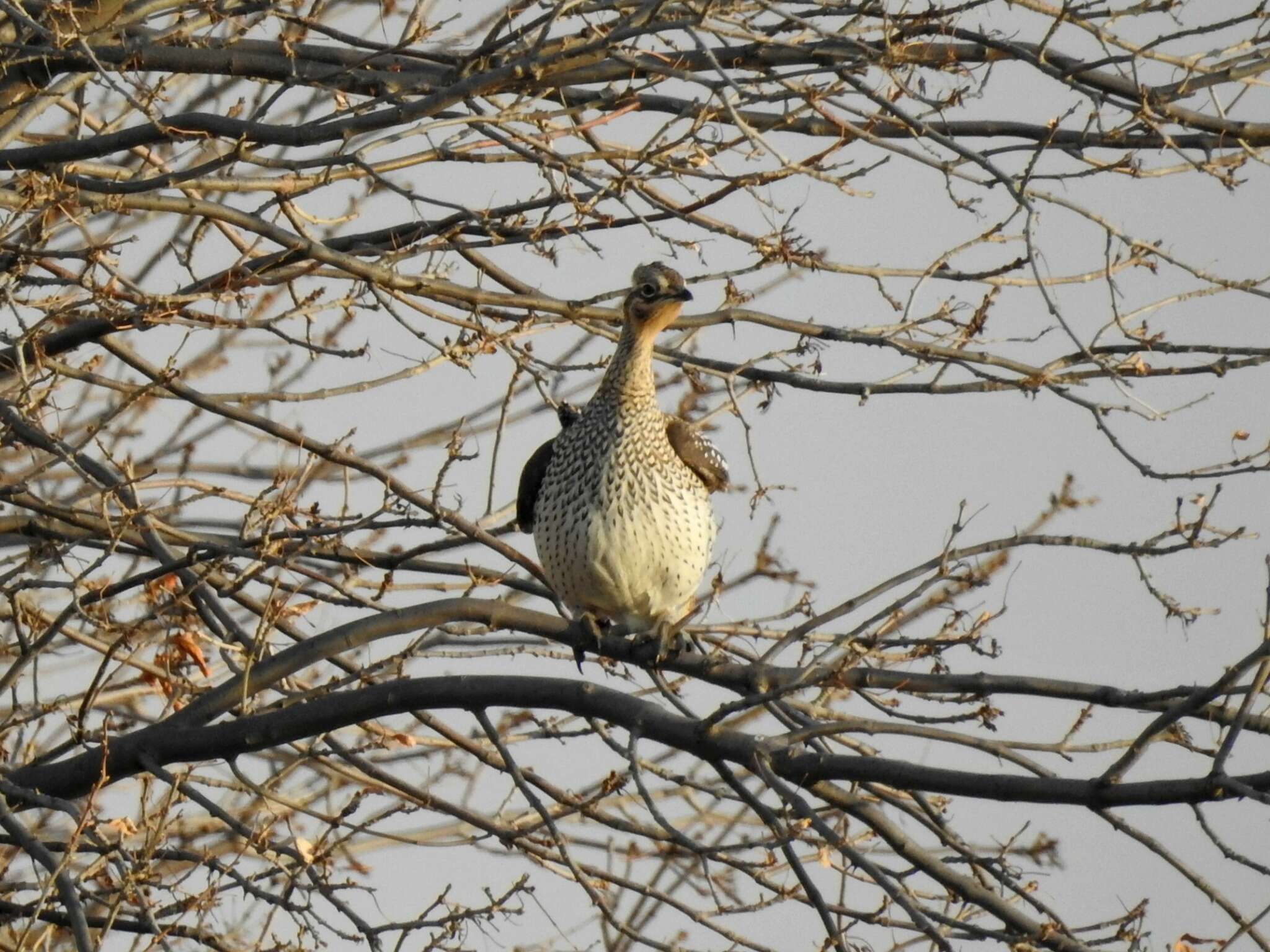 Image of Sharp-tailed Grouse