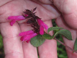 Image of Salvia chiapensis Fernald