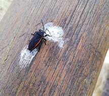 صورة <i>Largus rufipennis</i>