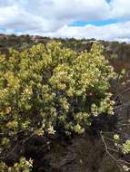 Image de Leucadendron roodii Bolus