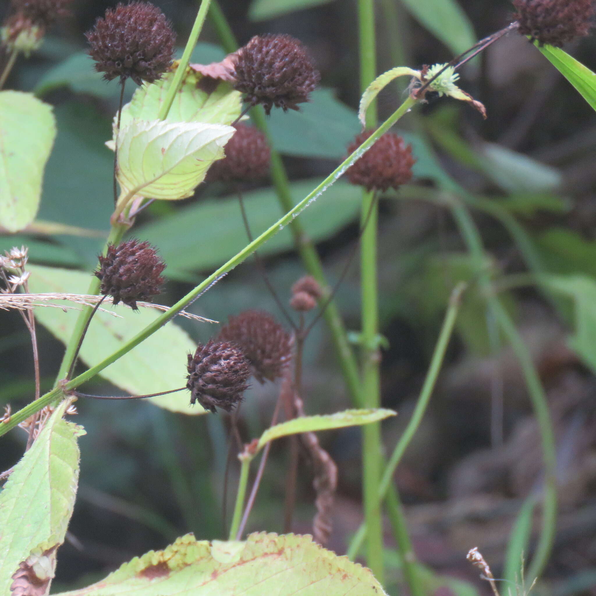 Imagem de Hyptis capitata Jacq.