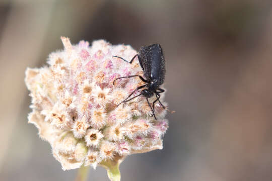 Image of Punctate Blister Beetle