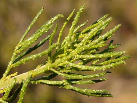 Image of Psoralea muirii