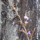 Image of Tillandsia duratii var. saxatilis (Hassl.) L. B. Sm.