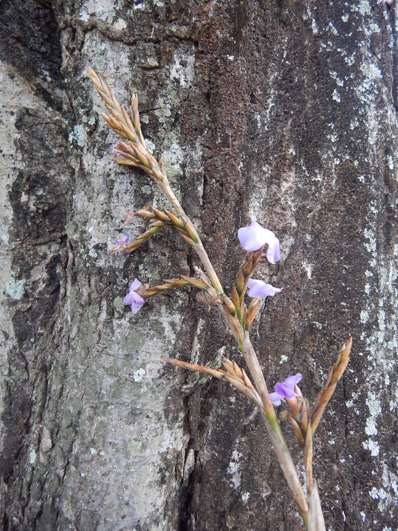 Image of Tillandsia duratii var. saxatilis (Hassl.) L. B. Sm.