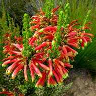 Image of Ever-flowering heath