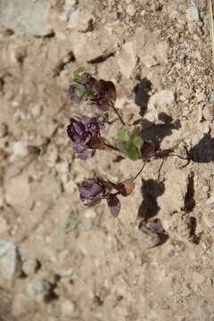 Image of Aethionema arabicum (L.) Andrz. ex O. E. Schulz