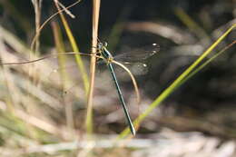 Image of Mountain Malachite