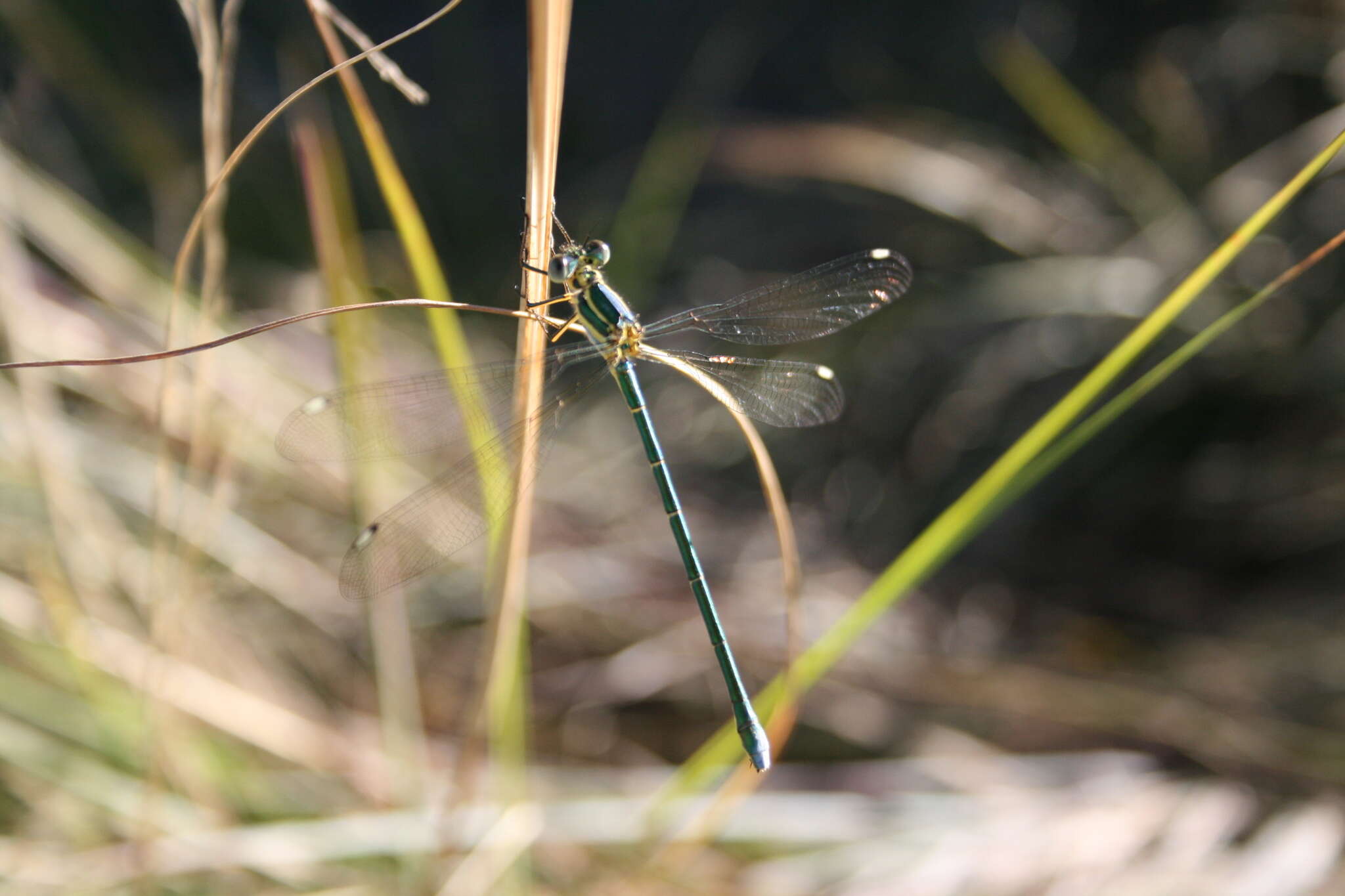 Image of Mountain Malachite