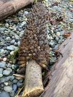 Image of giant rhubarb